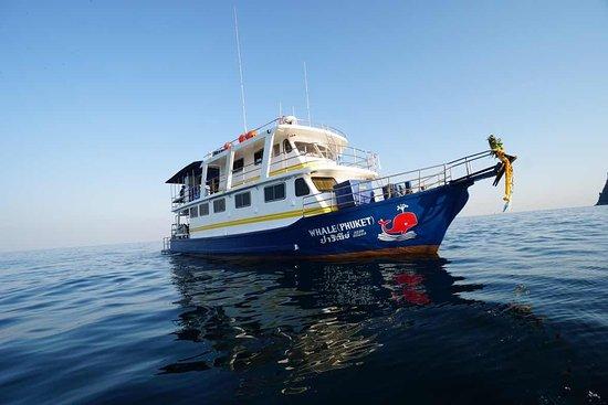 Whale liveaboard